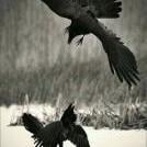 Corvo the Crow