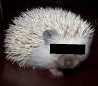 Secret guest hedgehog