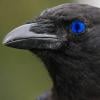 Blue-eyed crow