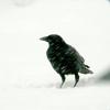 The Crow Beyond the Wall