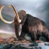 Mammoth Tamer