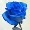 Blue Rose Direwolf