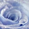 Rose of Ice