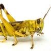 The Honeyed Locust