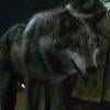 KingOfTheDirewolves